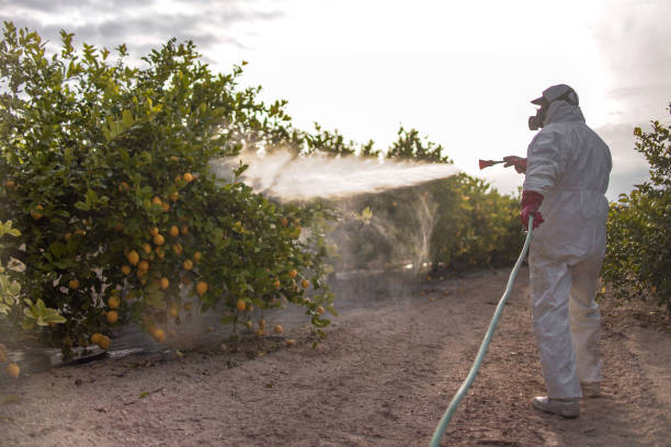 Best Wasp Removal Services  in Lake Summerset, IL