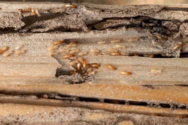 Best Cockroach Control Services  in Lake Summerset, IL