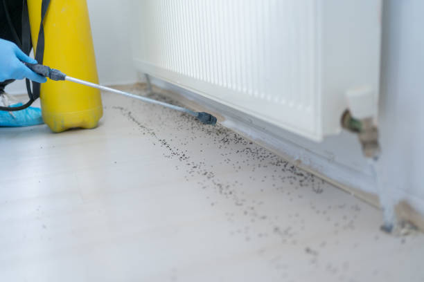 Wasp Removal Services in Lake Summerset, IL